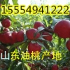 山東油桃批發(fā)價(jià)格15554941222油桃批發(fā)多少錢一斤