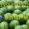 15554941222大棚西瓜產(chǎn)地批發(fā)