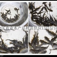 供應(yīng)超雄黃顙魚苗、全雄黃顙魚、黃顙魚成品