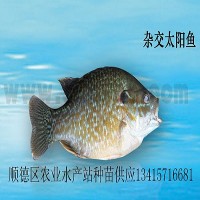 供應(yīng)雜交太陽(yáng)魚(yú)、金邊太陽(yáng)魚(yú)苗、太陽(yáng)魚(yú)苗