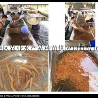 供應(yīng)金草魚、金草魚苗、金草魚水花、金草魚成品