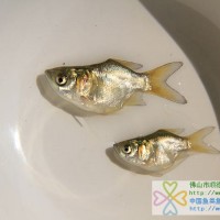 供應(yīng)縮骨花鰱魚(yú)苗、縮骨大頭