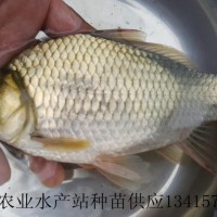 供應(yīng)大王鯽魚(yú)苗、大王鯽魚(yú)