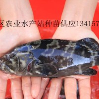 供應(yīng)淡水龍躉魚苗、龍躉魚