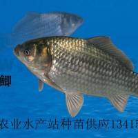 豐產(chǎn)鯽、豐產(chǎn)鯽魚苗