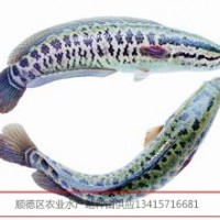 供應(yīng)生魚烏子，生魚苗，黑魚烏子，黑魚苗，烏魚苗