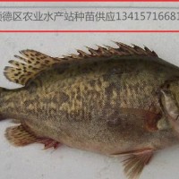 供應(yīng)桂魚苗、鱖魚、桂花魚苗