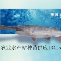 供應匙吻鱘、鴨嘴魚苗、鴨嘴魚