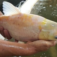 供應俄羅斯金草魚   金色草魚   白色草魚成魚成品