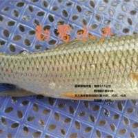 供應(yīng)軟刺草魚成品魚