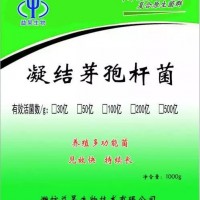 供應凝結芽孢桿菌飼料添加劑原料可定制可代工