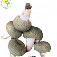 上海三聚農(nóng)產(chǎn)品有限公司持續(xù)提供各種食用菌