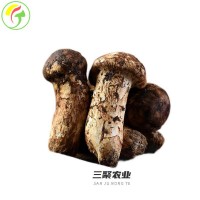 上海三聚農(nóng)產(chǎn)品有限公司持續(xù)提供各種食用菌